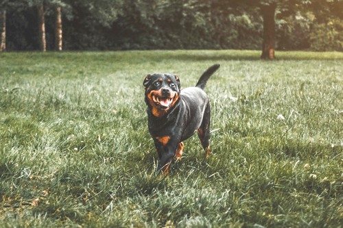 Cão de guarda